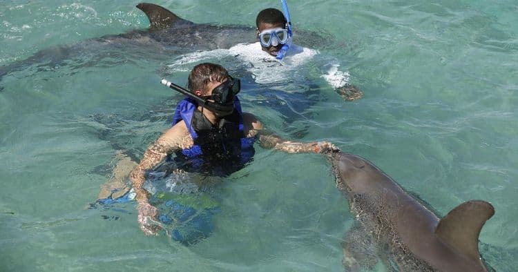 Balmoral Island Dolphin Swim & Beach Day