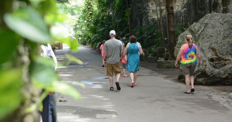 Wheelchair Accessible Nassau Island Tour