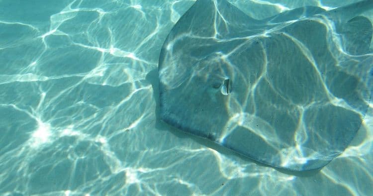 Stingray Beach Encounter