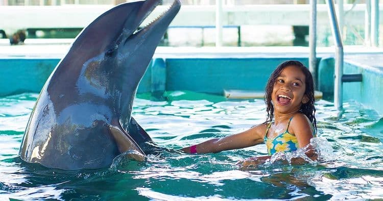 Dolphin Encounter & Ocean World Day Pass