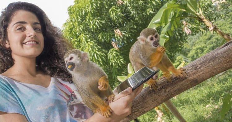 Bubble Tour - Monkey Land