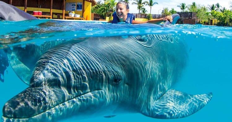 Bubble Tour: Nado Exclusivo con Delfines - Grupo Pequeño