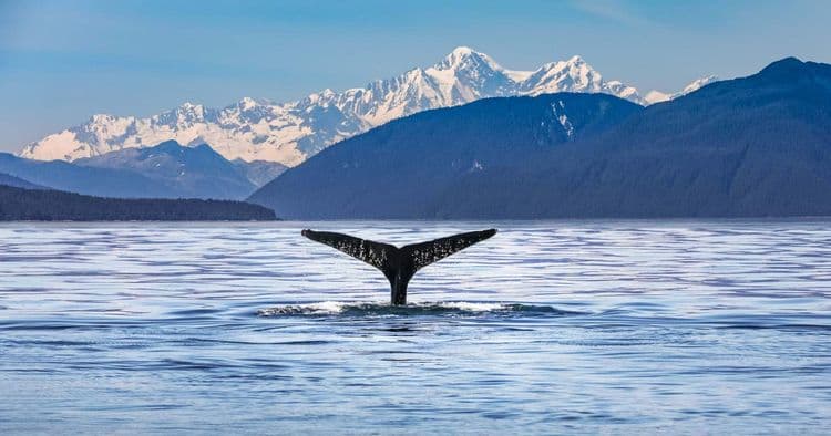 Avistamiento de Ballenas y Búsqueda de Vida Silvestre
