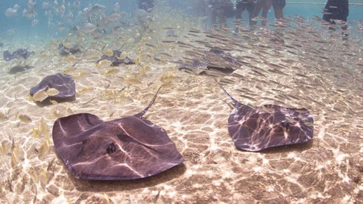 Everybody Loves Rays & Sharks!