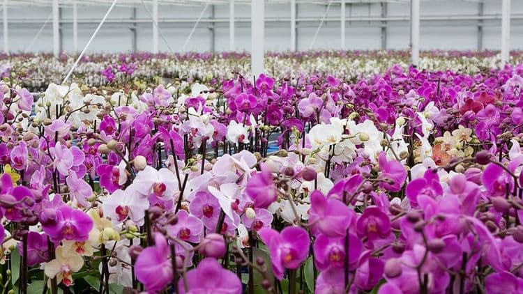 Visit the Flower Auction in Aalsmeer