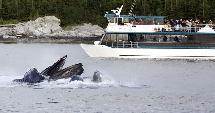 Whale Watching & Wildlife Quest