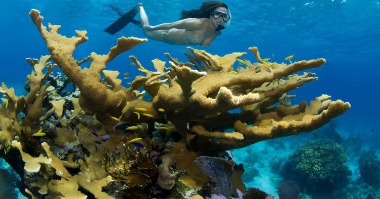 2 Reef Snorkel by Boat