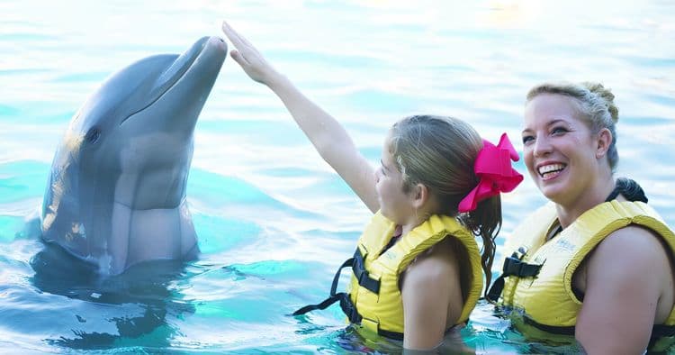 Dolphin Swim with Unlimited Food & Drinks