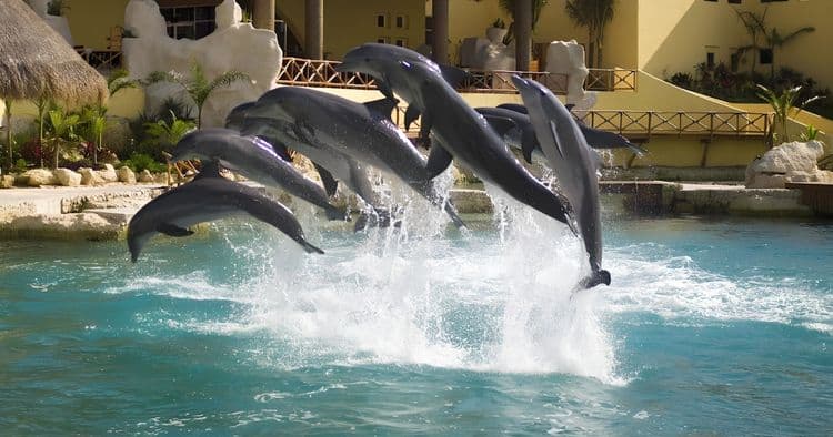 Exclusive Dolphin Swim VIP Experience