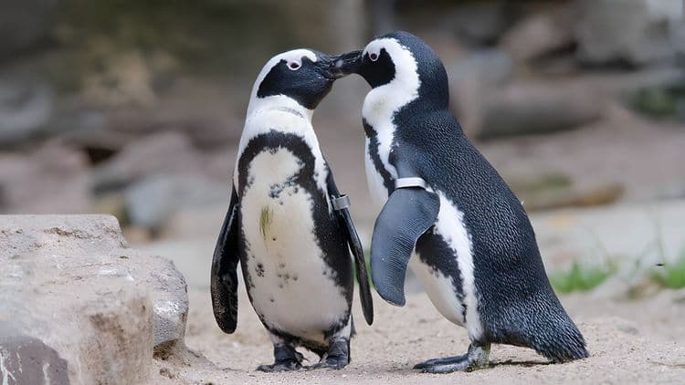 Boston On Your Own with New England Aquarium Entry