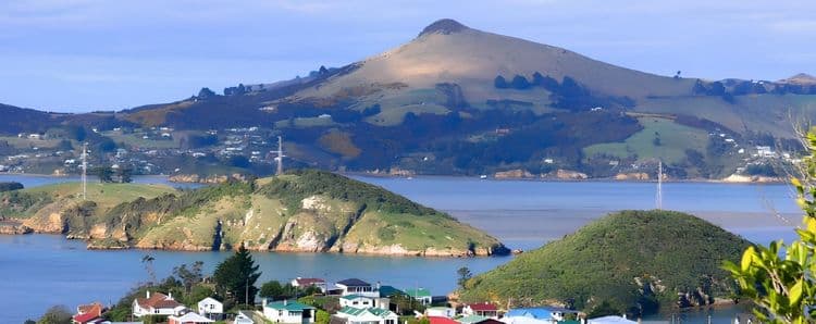 Otago Harbor Wildlife Cruise
