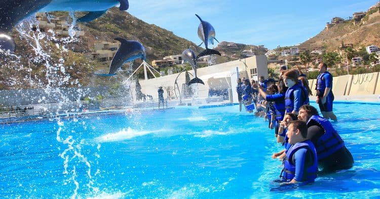 Dolphin Swim at San Jose with Lunch