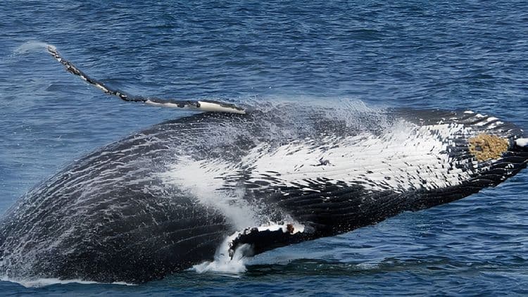 Kenai Fjords Cruise with Lunch, Sealife Center and Airport Drop Off