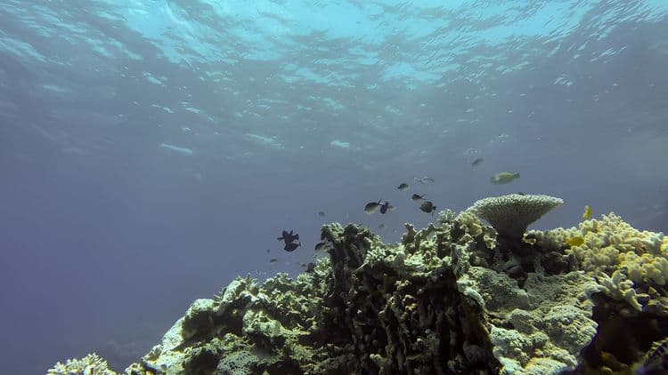 Snorkeling the Great Barrier Reef Marine Park
