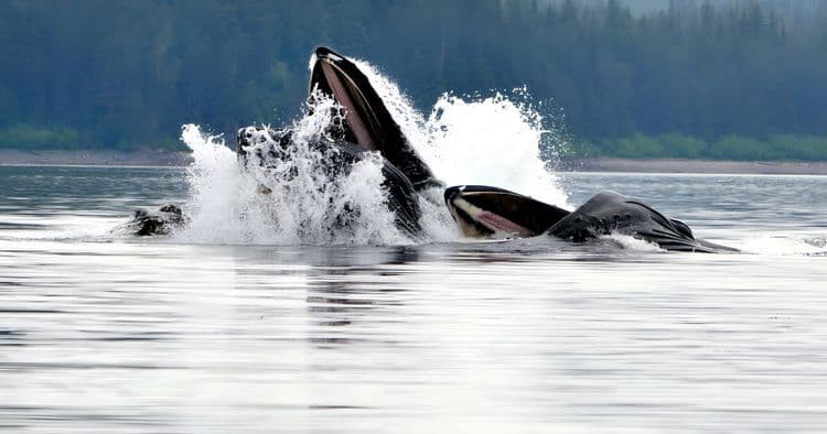 Whale & Wildlife Cruise