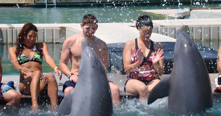 Dolphin Close Encounter