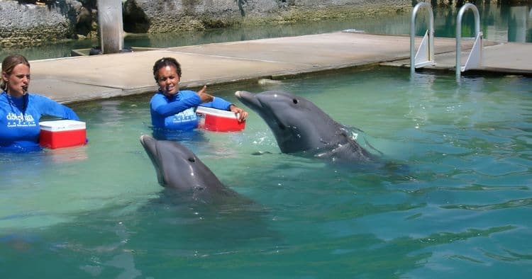 Bubble Tour: Dolphin Close Encounter