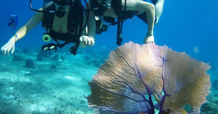 Beginner's Scuba Diving