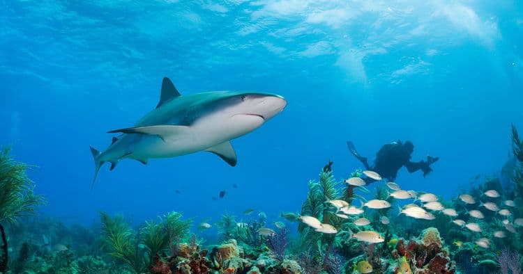 Glass Bottom Boat & Shark Experience