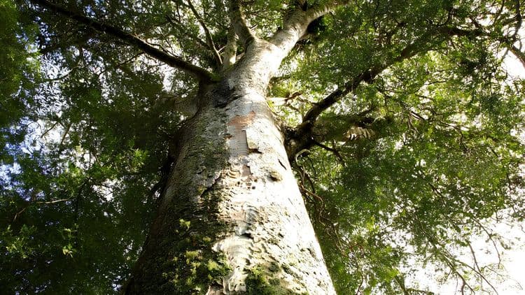 Glow Worm Caves & Kauri Forest