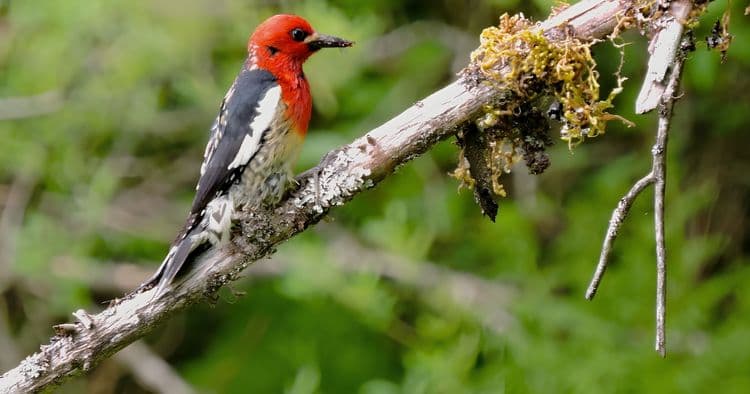 Discovering Birds of Hoonah