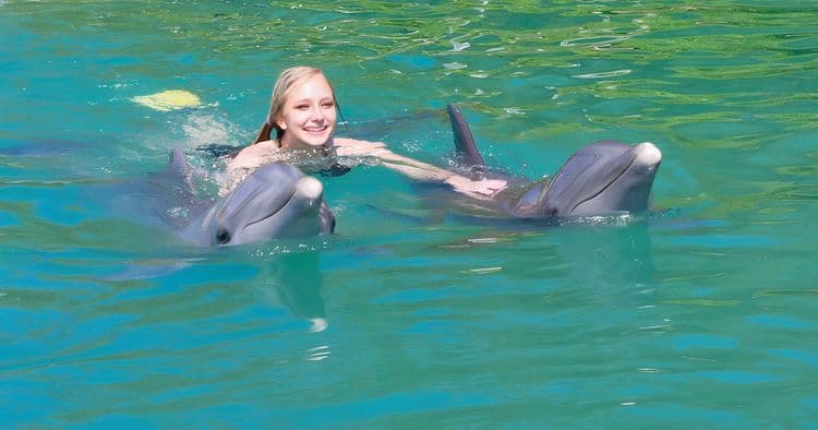 Swim with the Dolphins