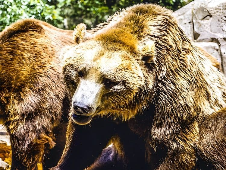 Anchorage Highlights & Zoo Adventure (Intransit)