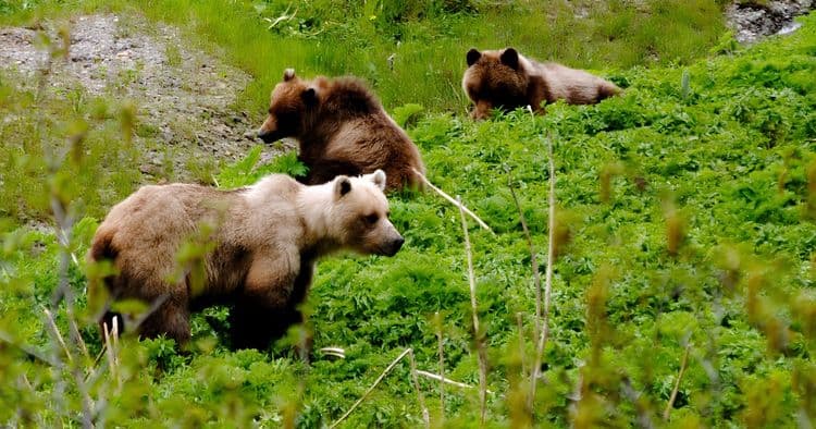Spasski River Valley Wildlife & Bear Search