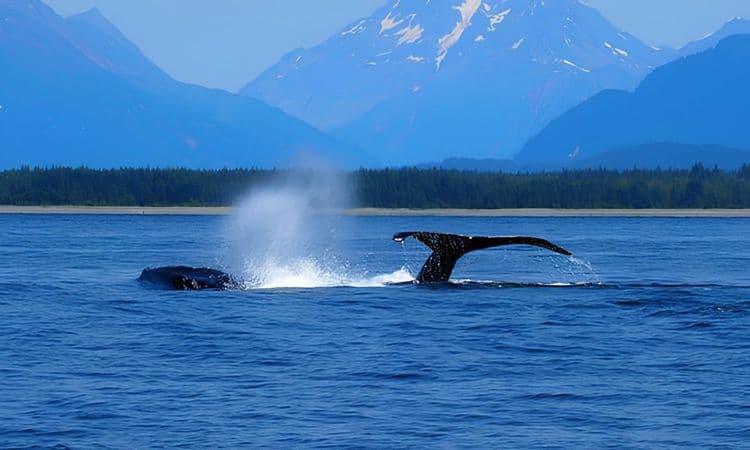 Whale Watching and Seafood Feast