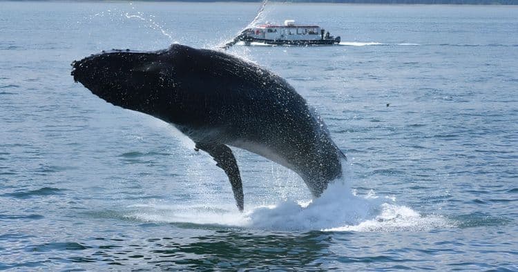 Whale Watching & Seafood Feast