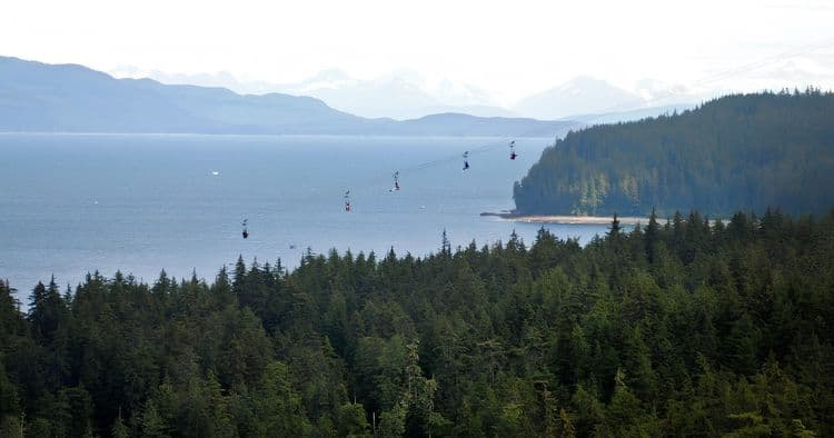 Whale Watching & ZipRider Combination