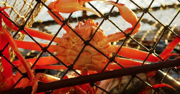 Bering Sea Crab Fisherman's Tour