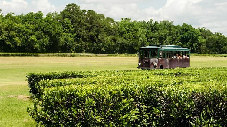 Charleston Tea Plantation