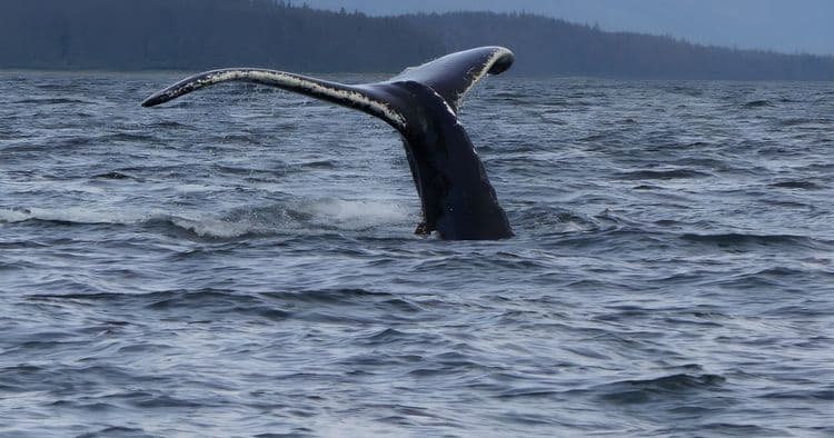 Wilderness Exploration & Citizen Science Cruise
