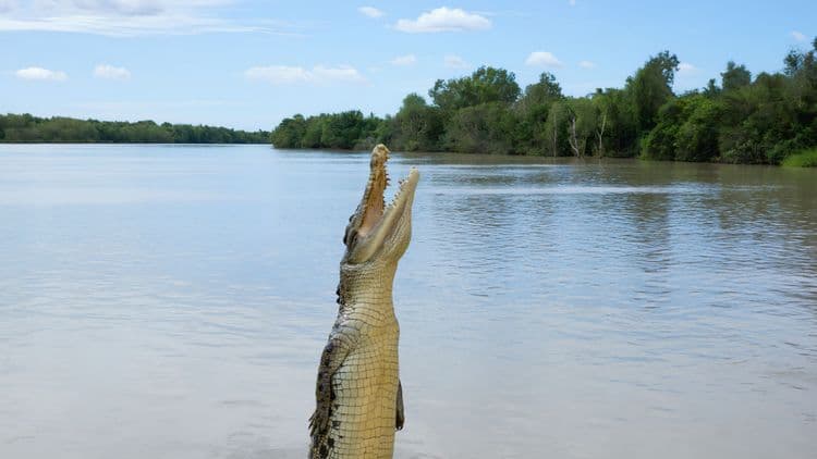 Crucero de cocodrilos saltarines
