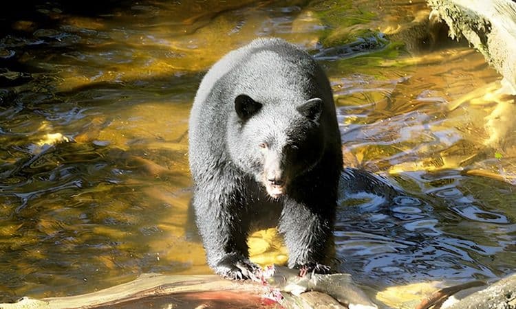 Tongass Forest Nature Hike