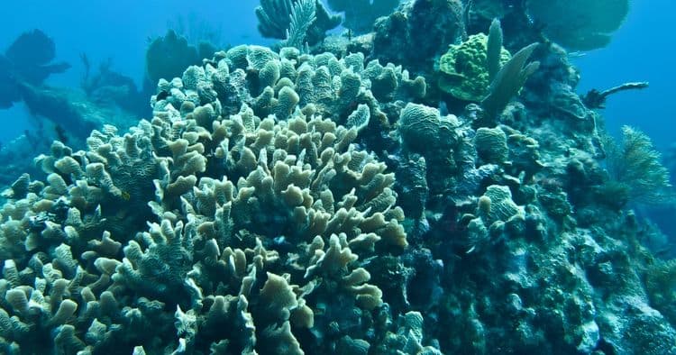 Glass Bottom Boat & Snorkeling