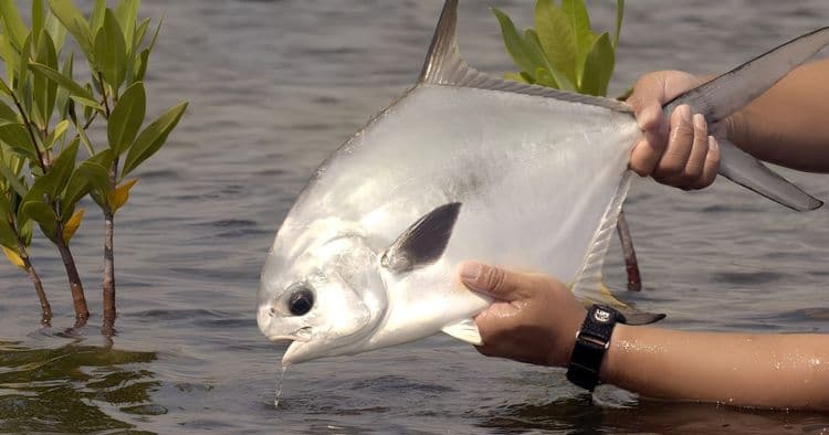 Fly Fishing Tour