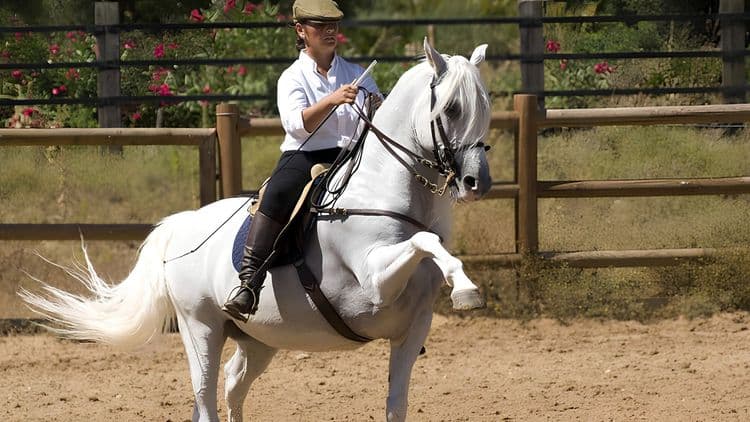 Discover a Spanish Horse Ranch