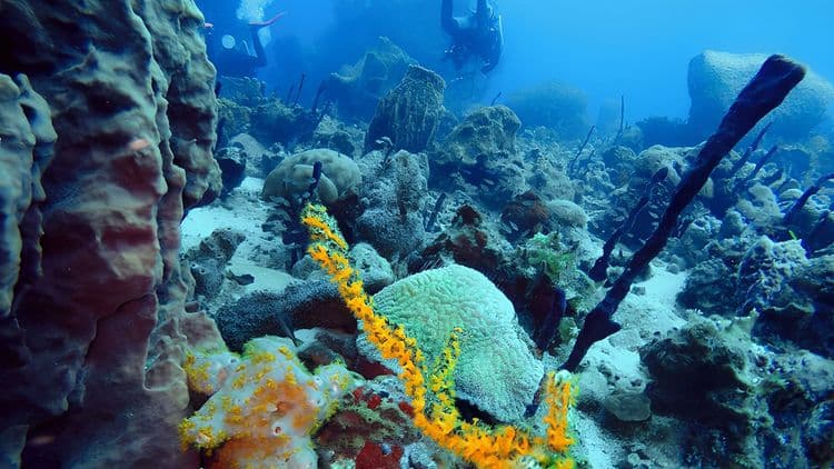 Certified Scuba Dive with Equipment