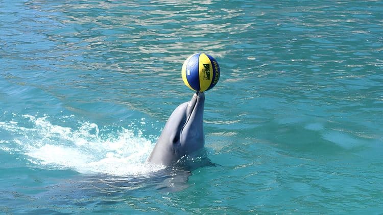 Dolphin Swim & Ocean World Adventure