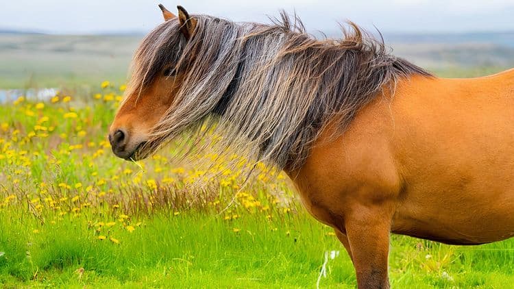 Meet the Locals - Brunir Horse Owners & Holtsel Farm