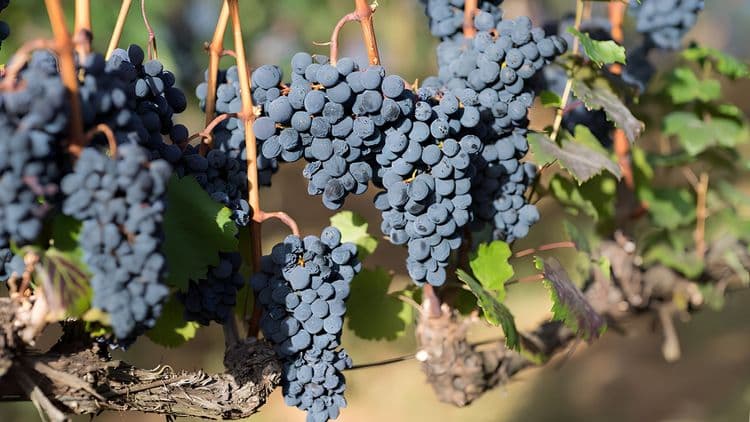 Royal Vineyards and Nin