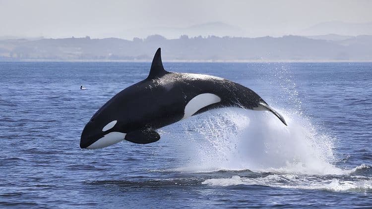Zodiac Whale Watching & Wildlife Tour