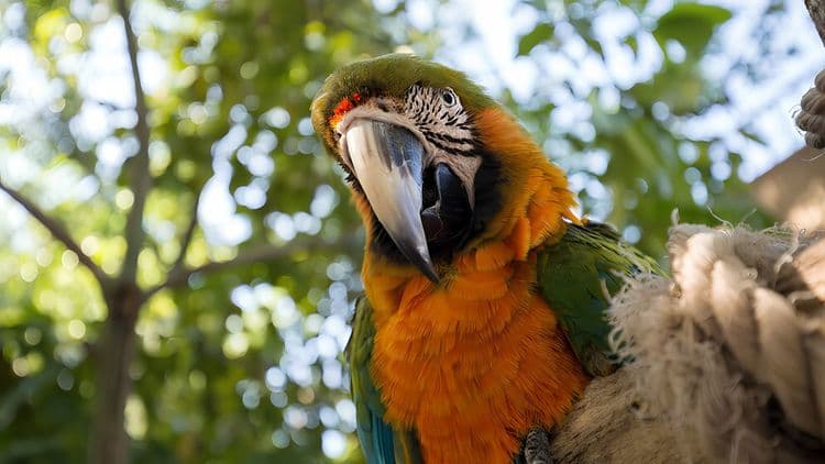Birds of Colombia at the National Aviary