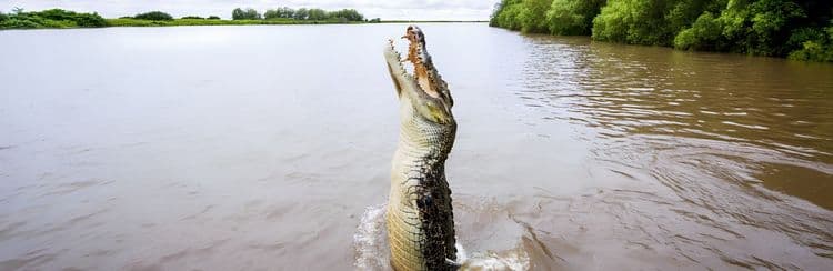Jumping Crocodile Cruise