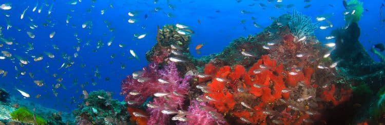 Ningaloo Reef Snorkel