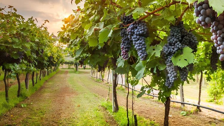 Spinoglio Winery Visit & Tasting