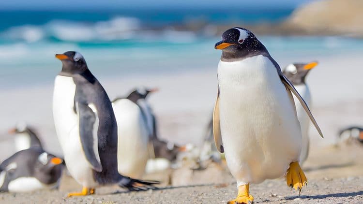 Volunteer Point - Beach with Royalty in Falkland Islands