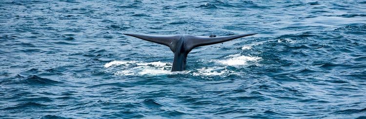 El mundo marino de Mingan